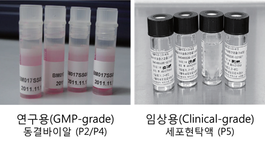 가톨릭마스터세포(연구용/임상용)