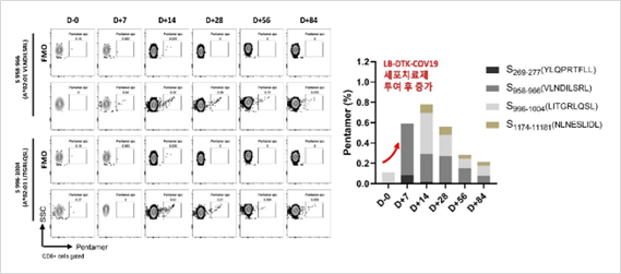[그림 2] 환자 혈액 모니터링: 바이러스-특이적 T세포치료제(LB-DTK-COV19) 투여 후, 환자 혈액 내 코로나바이러스 특이적인 T세포 검출